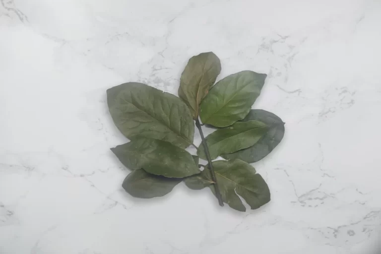 Folhas de Louro - Receitas de Delícias