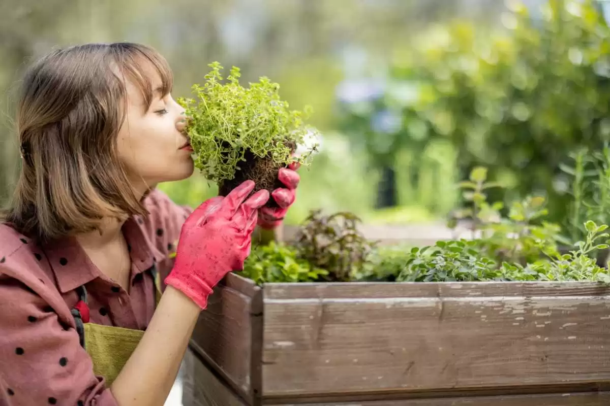 Proteja suas plantas e hortas